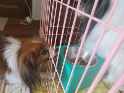 2014(H26)-6-19 フィオもチョイチョイ (1)