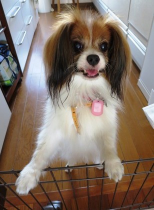 2014−9−21勝手に閉じ込められました (9)