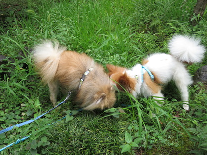 2017(H29)-8-12 ¥â¥µ¥â¥µ¤ÎÄí¤Ç (31)