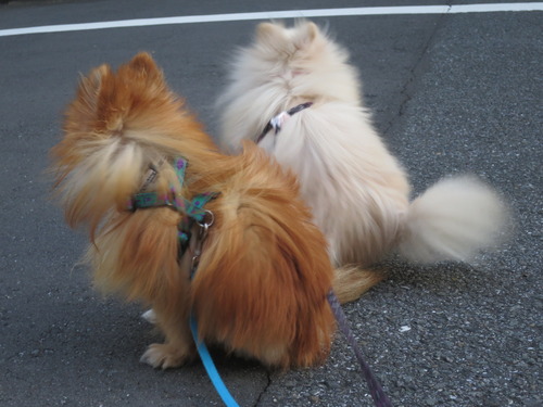 2020-11-11 お外でソット下ろしてみた (7)