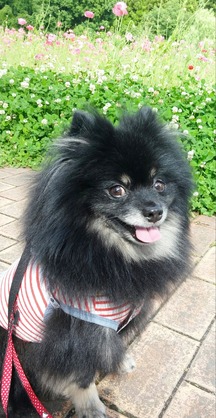 2018(H30)-5-24 ȥ饤2 05