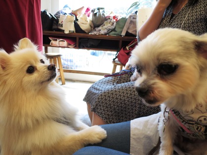 2017(H29)-4-23 �����Τ�Ʋ� (11)