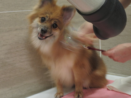 2018(H30)-12-24 ディアが生まれ変わった日 (4)