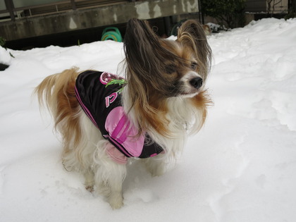 2014-2-15 今年二度目の大雪に (29)