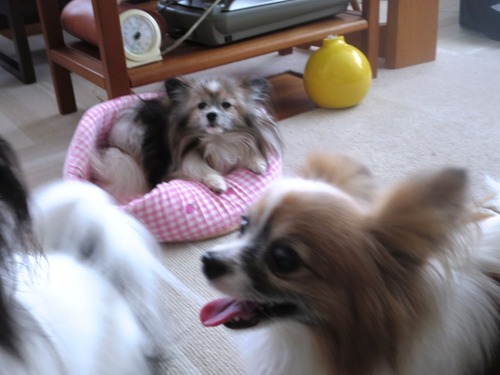 2019(R1)-6-7 �ڥå���� (3)