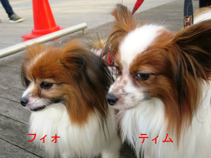 BlogPaint