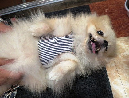 2016(H28)-9-26 ���顢���襤���� (4)