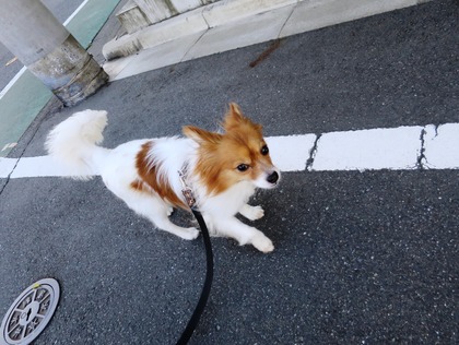 2018(H30)-6-29 ¸á¸å¤ËÇß±«ÌÀ¤±¤ÎÄ« (8)