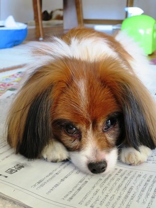 2013-11-26 朝からお邪魔虫 (2)