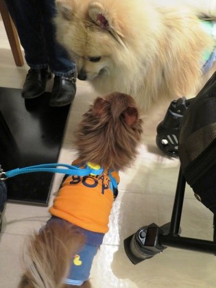 2014(H26)-11-23 ロビン18歳誕生会 (74)