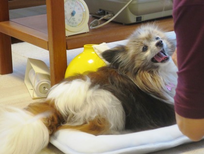 2019(R1)-7-12 ͳ²ÃΤ¤µ¤ó¤ÈÍ·¤Ö (17)