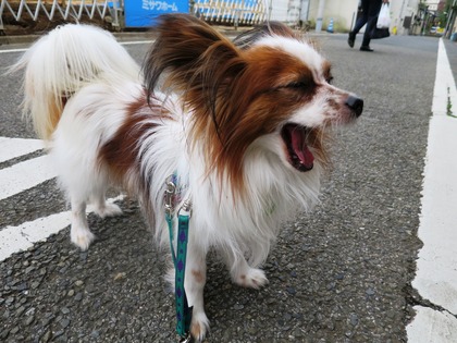 2016(H28)-4-23 ティムの朝散歩 (4)