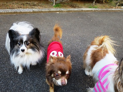 2015-2-11 ����ǰ���ν��ޤ��� (32)