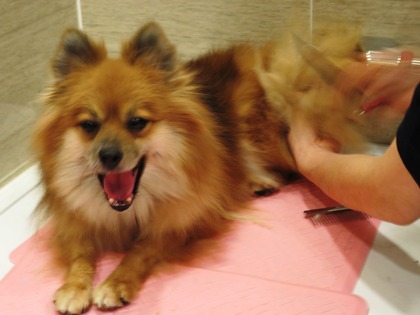 2018(H30)-12-24 ディアが生まれ変わった日 (24)