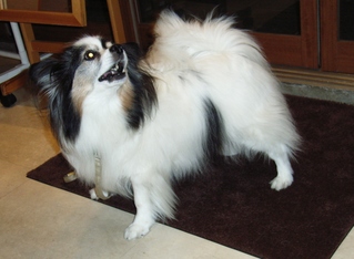 ���Ĥ��ޤ�