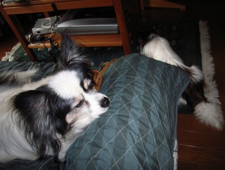 ボールのひとり遊び