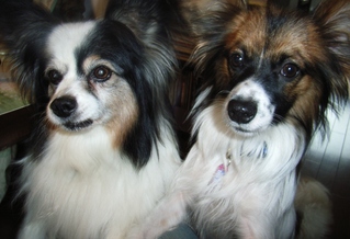 ロビンとトビー