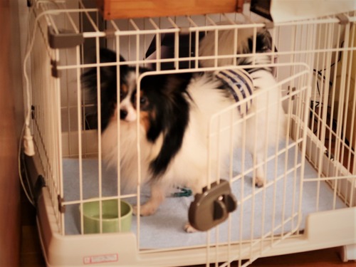 2021(R3)-3-12 ミルキーとトムのワンプロ (11)