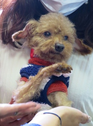 2018(H30)-1-20 第36会巣鴨里親会 (8)