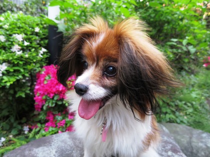 May day の庭で (18)