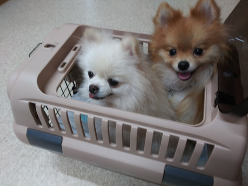 2020(R2)-10-21 亀戸通院 01