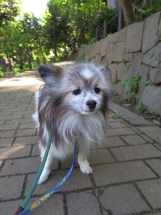 2019-4-28 三頭でお散歩 (5)