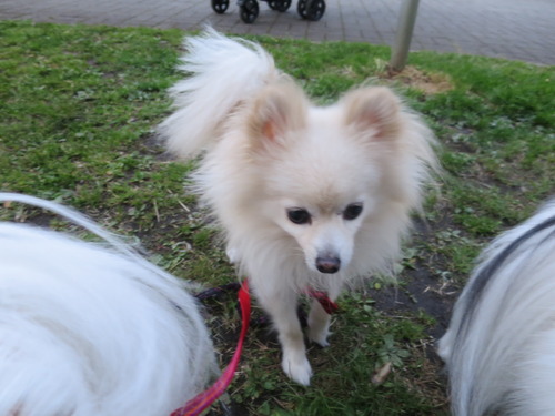 2020(R2)-4-19 パーシモン公園 (31)