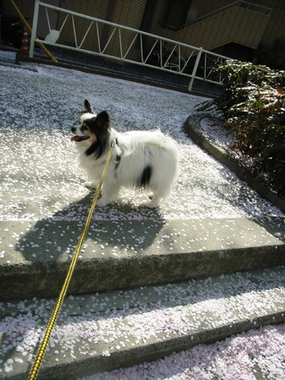 桜じゅうたん 1