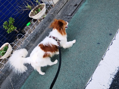 2018(H30)-6-29 ¸á¸å¤ËÇß±«ÌÀ¤±¤ÎÄ« (2)