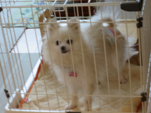 ご飯はケージで寛ぎは隅っこで 2020(R2)-1-8 (6)