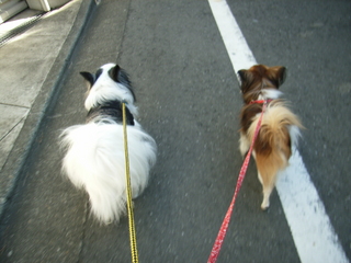 お散歩スタート