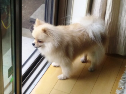 170723 トライアル4日目:警備中