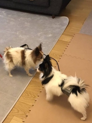 2021-3-21 トライアル2日目(マロン君と挨拶)