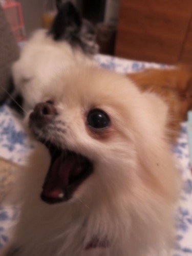 2020(R2)-12-8 ǥե˾äƤߤ (5)