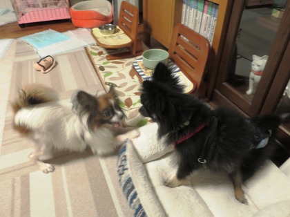 2017(H29)-11-16 ������ֱ�ư�� (15)