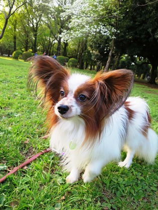 2016(H28)-4-17 代々木公園 (21)