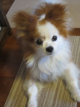 2017(H29)-8-31 嘘のように涼しい午後 (4)