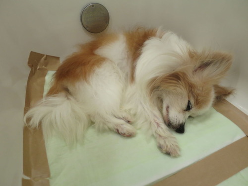 2019(R1)-8-4 �����åեߡ��ƥ��� α���� (1)