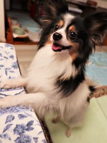 2021(R3)-3-14 トムとミルチャとルナハルと (6)