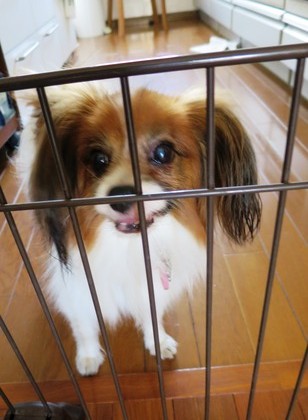 2014−9−21勝手に閉じ込められました (5)