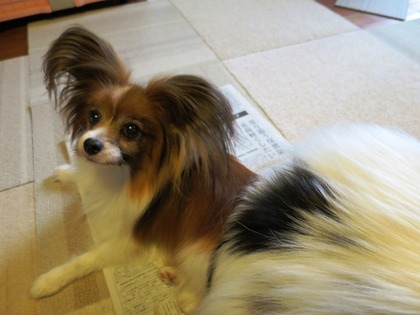 2014(H26)-10-9 �����ס��夬�� (4)