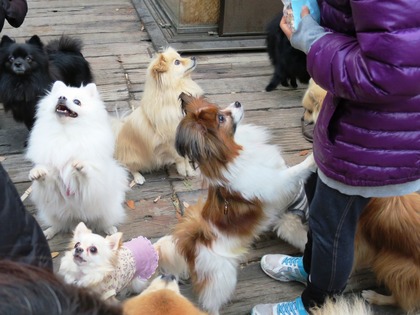 2013-12-8 田奈ラン(ケイトプチオフ会) (76)