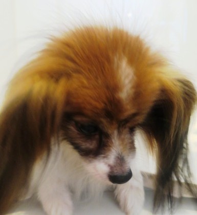 2014(H26)-7-17 �����ס� (10)