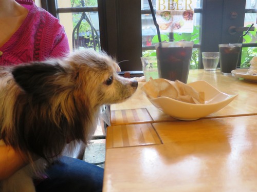 2019(R1)-9-16 テオのお見合い (2)