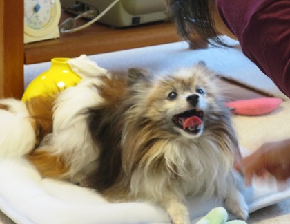 2019(R1)-7-12 ͳ²ÃΤ¤µ¤ó¤ÈÍ·¤Ö (20)