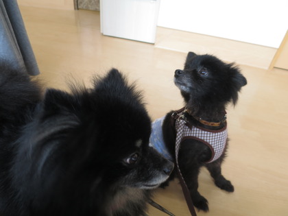 2018(H30)-4-14 ������Τ�Ʋ� (2)