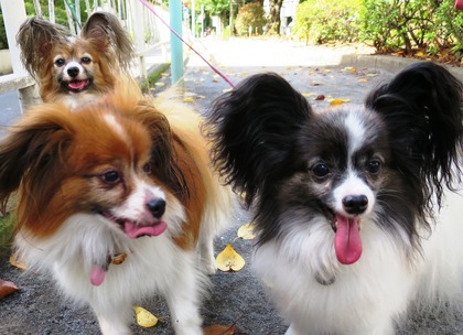 2014(H26)-9-25 ロビンだって筋トレ (5)