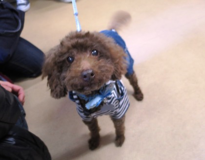 2018(H30)-3-17 第38回里親会巣鴨:アンディ