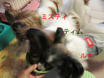 BlogPaint