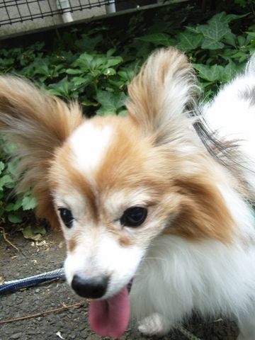 お庭デビュー 03